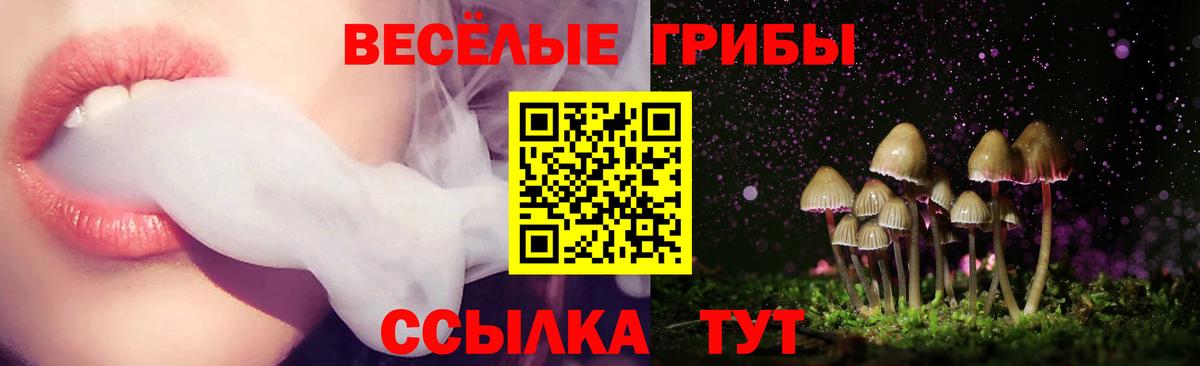 Галлюциногенные грибы GOLDEN TEACHER  купить   Вход с VPN  Ртищево  Псилоцибиновые грибы Cubensis 